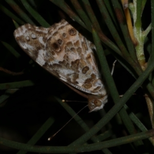 Vanessa kershawi at Freshwater Creek, VIC - 8 Nov 2022 09:55 PM