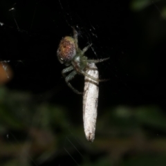 Araneus circulissparsus (species group) (Speckled Orb-weaver) at Freshwater Creek, VIC - 8 Nov 2022 by WendyEM