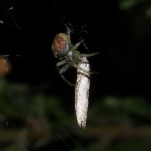 Araneus circulissparsus (species group) at Freshwater Creek, VIC - 8 Nov 2022 09:39 PM