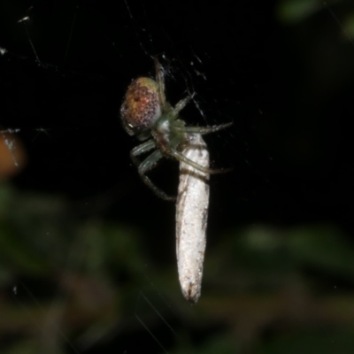 Araneus circulissparsus (species group) at Freshwater Creek, VIC - 8 Nov 2022 by WendyEM