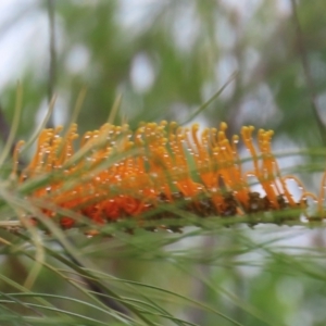 Grevillea pteridifolia at Shelburne, QLD - 31 Jul 2024 09:02 AM