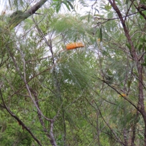 Grevillea pteridifolia at Shelburne, QLD - 31 Jul 2024 09:02 AM