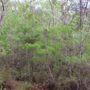 Grevillea pteridifolia at Shelburne, QLD - 31 Jul 2024 09:02 AM