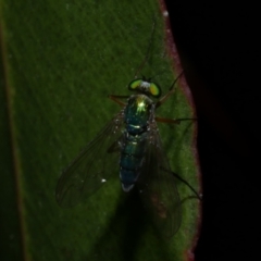 Unidentified Long-legged Fly (Dolichopodidae) at Freshwater Creek, VIC - 8 Nov 2022 by WendyEM