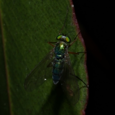 Unidentified Long-legged Fly (Dolichopodidae) at Freshwater Creek, VIC - 8 Nov 2022 by WendyEM