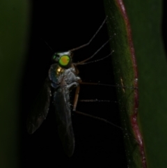 Sciapodinae (subfamily) at Freshwater Creek, VIC - 8 Nov 2022 09:30 PM