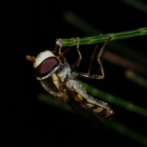 Simosyrphus grandicornis at Freshwater Creek, VIC - 8 Nov 2022