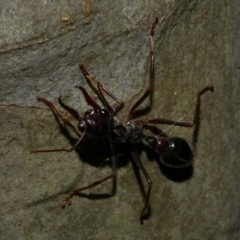 Myrmecia sp. (genus) at Freshwater Creek, VIC - 8 Nov 2022 by WendyEM