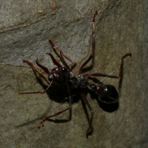 Myrmecia pyriformis at Freshwater Creek, VIC - 8 Nov 2022 09:43 PM