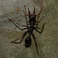 Myrmecia pyriformis at Freshwater Creek, VIC - 8 Nov 2022 09:43 PM