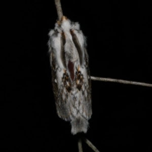 Porela delineata at Freshwater Creek, VIC - 9 Nov 2022