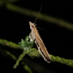 Eutorna tricasis (A Depressariid moth) at Freshwater Creek, VIC - 9 Nov 2022 by WendyEM