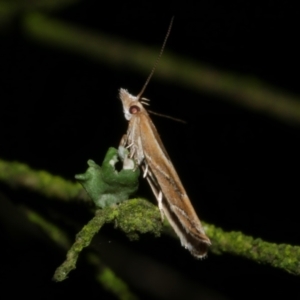 Eutorna tricasis at Freshwater Creek, VIC - 9 Nov 2022