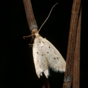 Atheropla psammodes at Freshwater Creek, VIC - 9 Nov 2022