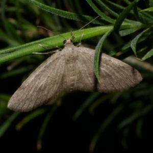 Poecilasthena scoliota at Freshwater Creek, VIC - 9 Nov 2022 11:32 PM