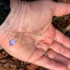 Evolvulus alsinoides (Slender Dwarf Morning Glory) at Shelburne, QLD - 31 Jul 2024 by lbradley