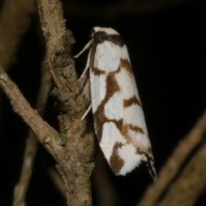 Chiriphe dichotoma at Freshwater Creek, VIC - 9 Nov 2022 10:59 PM