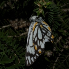 Belenois java at Freshwater Creek, VIC - 9 Nov 2022 by WendyEM