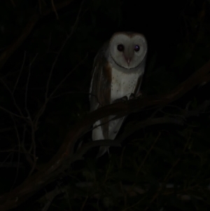 Tyto alba at Freshwater Creek, VIC - 9 Nov 2022 11:26 PM