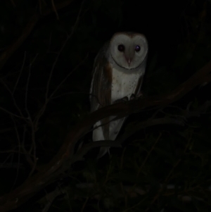 Tyto alba at Freshwater Creek, VIC - 9 Nov 2022