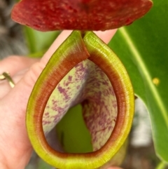 Nepenthes mirabilis (Tropical Pitcher Plant) at Shelburne, QLD - 31 Jul 2024 by lbradley