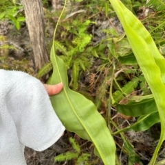 Nepenthes mirabilis at Shelburne, QLD - suppressed