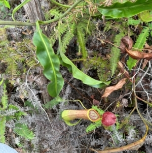 Nepenthes mirabilis at Shelburne, QLD - 31 Jul 2024