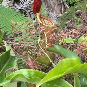 Nepenthes mirabilis at Shelburne, QLD - 31 Jul 2024