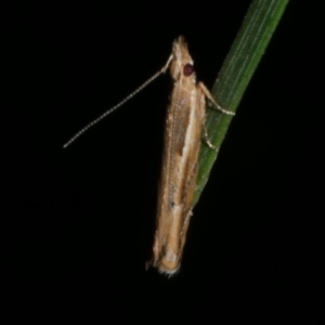 Eutorna tricasis at Freshwater Creek, VIC - 10 Nov 2022 09:51 PM