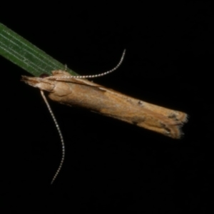 Eutorna tricasis at Freshwater Creek, VIC - 10 Nov 2022