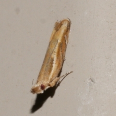 Eutorna tricasis (A Depressariid moth) at Freshwater Creek, VIC - 10 Nov 2022 by WendyEM