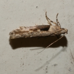 Symmetrischema tangolias (Andean Potato Tuber Moth) at Freshwater Creek, VIC - 10 Nov 2022 by WendyEM