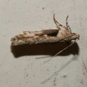 Symmetrischema tangolias at Freshwater Creek, VIC - suppressed