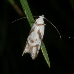 Oxythecta acceptella at Freshwater Creek, VIC - 10 Nov 2022 09:49 PM