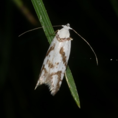 Oxythecta acceptella (Scat Moth) at Freshwater Creek, VIC - 10 Nov 2022 by WendyEM