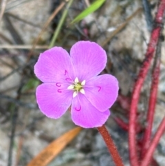 Drosera serpens at Shelburne, QLD - 30 Jul 2024 by lbradley