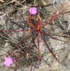 Drosera serpens at Shelburne, QLD - 31 Jul 2024