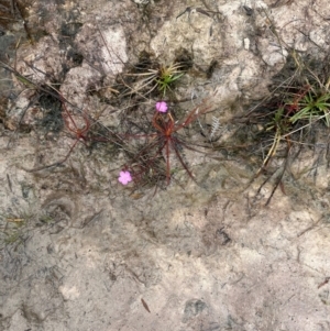 Drosera serpens at Shelburne, QLD - 31 Jul 2024