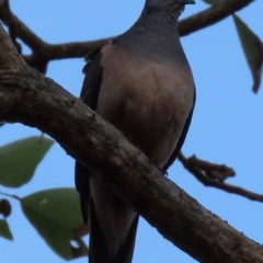 Geopelia humeralis (Bar-shouldered Dove) at New Mapoon, QLD - 30 Jul 2024 by lbradley