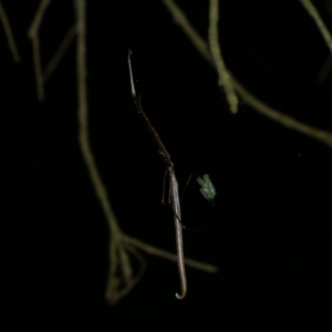 Ariamnes colubrinus at Freshwater Creek, VIC - 27 Nov 2022 11:27 PM