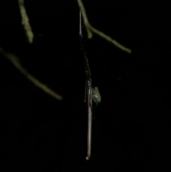 Ariamnes colubrinus at Freshwater Creek, VIC - 27 Nov 2022 11:27 PM