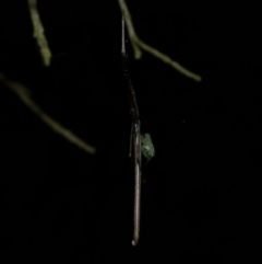 Ariamnes colubrinus at Freshwater Creek, VIC - 27 Nov 2022 11:27 PM