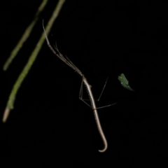 Ariamnes colubrinus at Freshwater Creek, VIC - 27 Nov 2022 11:27 PM