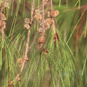 Casuarina equisetifolia subsp. incana at Seisia, QLD - 30 Jul 2024 05:41 PM