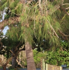 Casuarina equisetifolia subsp. incana at Seisia, QLD - 30 Jul 2024 05:41 PM