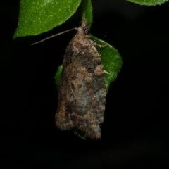 Capua dura (A Tortricid moth) at Freshwater Creek, VIC - 27 Nov 2022 by WendyEM