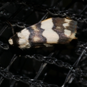 Termessa zonophanes at Freshwater Creek, VIC - 27 Nov 2022 05:58 PM