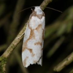 Chiriphe dichotoma (Reticulated Footman) at Freshwater Creek, VIC - 27 Nov 2022 by WendyEM