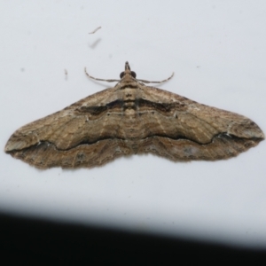 Chrysolarentia leucophanes at Freshwater Creek, VIC - 27 Nov 2022