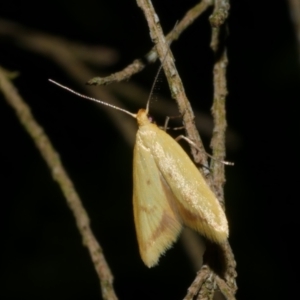 Aeolothapsa malacella at Freshwater Creek, VIC - 27 Nov 2022